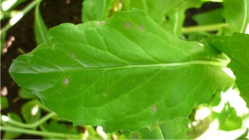 La falsa cenicilla es una enfermedad foliar que se presenta en distintas variedades de cártamo.