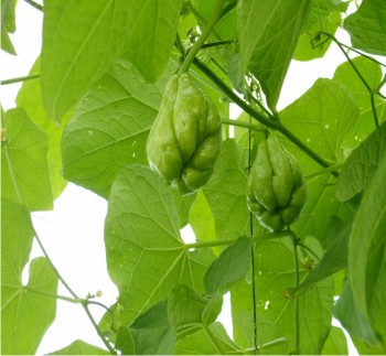 El cultivo de chayote sin espinas podría representar nueva alternativa para los productores sinaloenses.