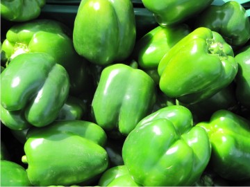 Uno de los aspectos que se evalúan en el cultivo de chile bell es la calidad de fruto para exportación.