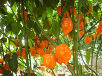Promueven la validación de variedades de chiles habaneros en sistemas de producción de casas sombras.