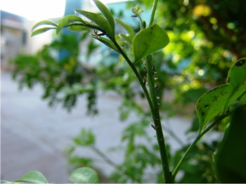 Adultos de Diaphorina citri en brotes de limonaria.
