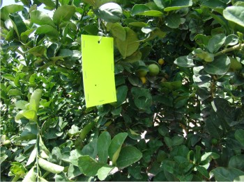 Los cultivos de cítricos monitoreados se localizan en el valle de Culiacán.