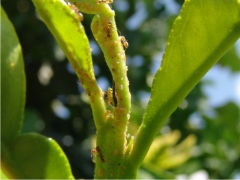 Asociación Diaphorina citri y hormigas en brote tierno de limón.