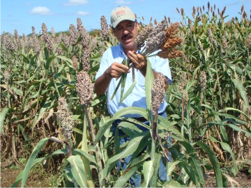 En la parcela de validación con entarquinamiento, el rendimiento de sorgo granífero se incrementa de 30 a 83%.