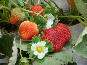 Floración y fructificación en el cultivo de fresa. Floración y fructificación en el cultivo de fresa.