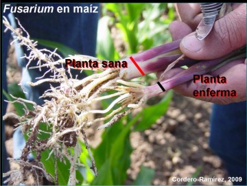 Comparación de una planta sana de maíz con una que presenta fusariosis.