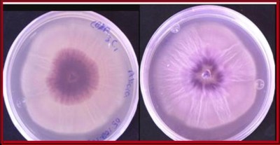 Aislados de Fusarium (cortesía del Dr. Miguel A. Apodaca).