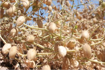 Para abril de 2011 se contarán con al menos cinco líneas con rendimiento igual o mayor al de Blanco Sinaloa-92.