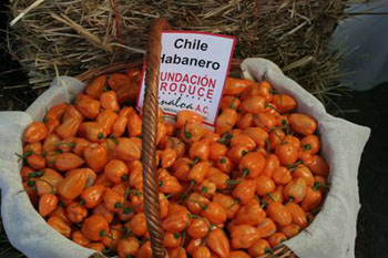 Validan por segundo año consecutivo, chile habanero en el sur de Sinaloa.