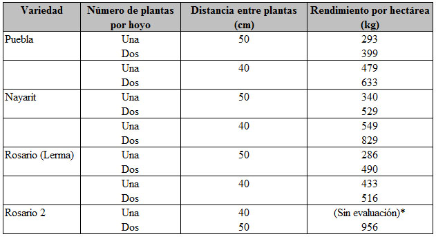 * No se evaluó Rosario 2 en la modalidad de 40 centímetros: la planta no alcanzó la altura suficiente por la mala germinación de la semilla.