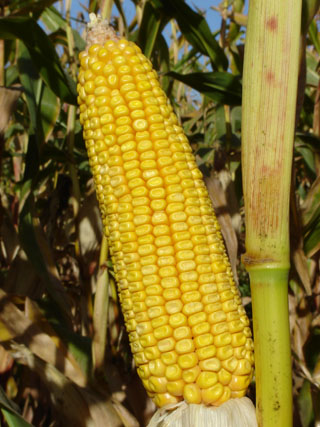 El maíz amarillo representa una opción de cultivo para productores sinaloenses.