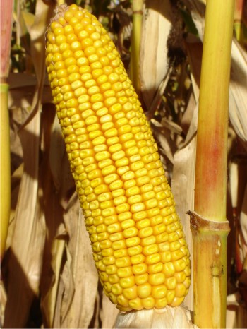 Actualmente el rendimiento de maíz amarillo es de 10.5 toneladas de grano por hectárea.