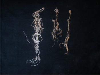 Efecto de Fusarium verticillioides en la pudrición de raíz de maíz blanco en condiciones de laboratorio. Fotografía cortesía de Rubén Félix Gastélum.