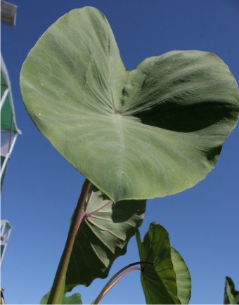 El cultivo de malanga se expondrá en el área verde de Fundación Produce Sinaloa, A. C