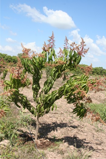 Planta de mango Kent en floración.