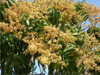 Floración del árbol de mango.