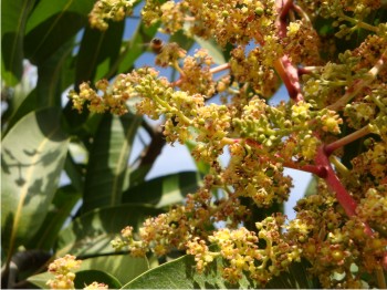 Floración de mango Kent en huerta con manejo orgánico