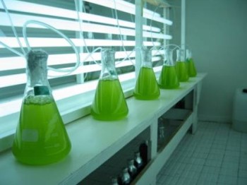 Cultivo de Dunatiella tertiolecta, especie de alga microscópica.