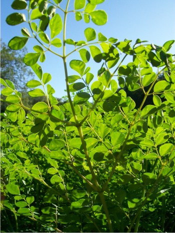 Plantas de moringa a 60 días de su siembra; listas para la cosecha.