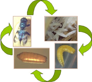 Ciclo de vida de la mosca del estigma.