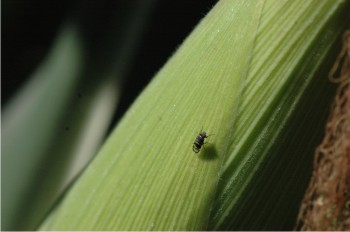 Mosca de los estigmas, causante de severos daños para el maíz.