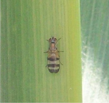 Planean estudiar el comportamiento de la mosca del estigma en campo. 