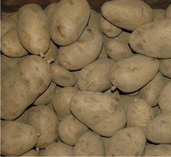 Los organismos detectados son de gran importancia económica en el cultivo de papa