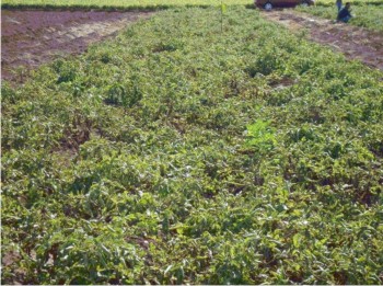 Etapa final del cultivo de papa en parcela con empleo de IrriModel 1.0. En la imagen se observa una leve incidencia de tizón tardío.