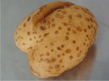 Tubérculo con síntomas típicos de la sarna común de la papa, causada por Streptomyces sp.