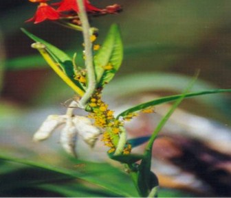 Maleza colonizada por el afido Aphis nerii.
