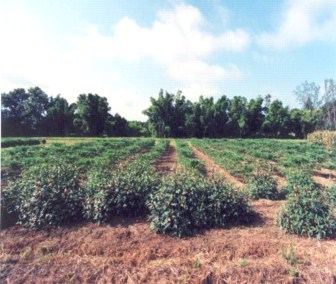 Barrera de jamaica en un cultivo de papaya.