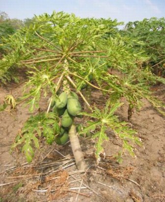 Síntomas avanzados de virosis en planta de papaya.