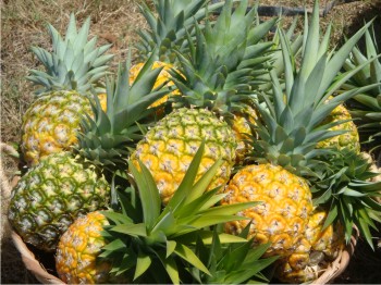 Frutas de piña MD-2 cosechadas en el sur de Sinaloa.