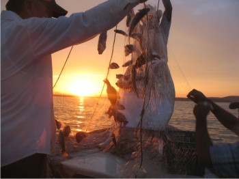 Al aplicar un plan de manejo en la presa Eustaquio Buelna se prevén capturas mensuales de hasta 200 kilogramos de peces por pescador.