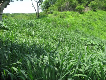 Pradera de Tanzania en Concordia, Sinaloa.