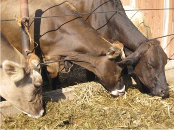 Ganado bovino consumiendo ensilaje durante la época seca del año.