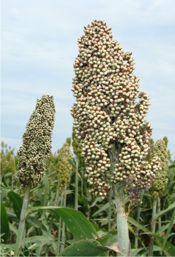 Con el método de entarquinamiento  en sorgo de temporal se espera  un rendimiento de 2.5 toneladas  de grano por hectárea.