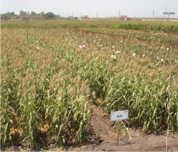El proyecto busca una mayor relación beneficio-costo, con las líneas de sorgo con potencial forrajero Dulce y Mazatlán, que con las utilizadas actualmente por el productor.