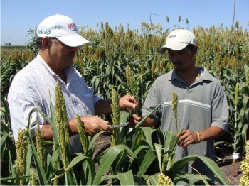 Fundación Produce Sinaloa apoya el Programa de Mejoramiento Genético del INIFAP para identificar variedades e híbridos de sorgo de temporal.