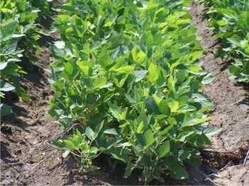 Cultivo de soya en etapa de inicio de floración (R1), establecido en labranza tradicional.