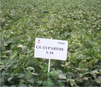Nueva variedad de soya, resistente a mosca blanca y a 