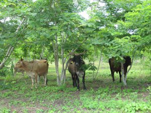 Ganado bovino en área agroforestal.