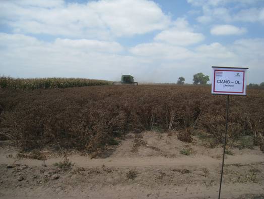 Figura 1. Trilla de cártamo el 21 de junio en el campo La Despensa, Ahome.
