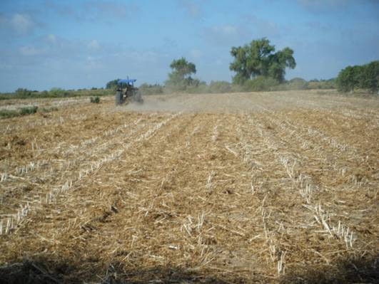 Figura 2. Desvare de cártamo en el campo La Despensa.