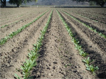 Figura 1. Cultivo de cártamo en etapa de roseta en el Campo Experimental La Despensa.
