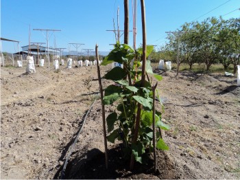 Figura 1. Planta con 12 días de trasplante.