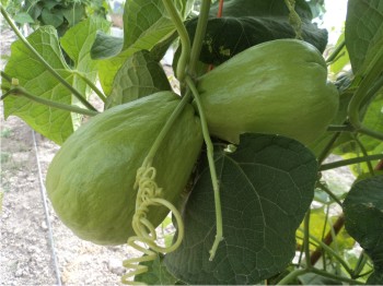 Figura 2. Frutos de chayote en crecimiento.