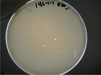 Figura 2. Lisis bacteriana (rotura de la membrana celular) por medio de bacteriófagos. Figura 2. Lisis bacteriana (rotura de la membrana celular) por medio de bacteriófagos.