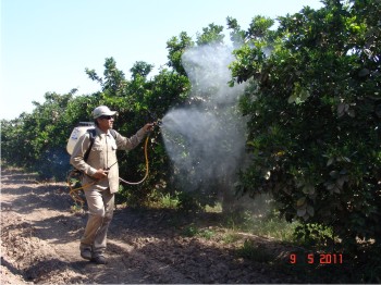 Figura 1. Aplicación de insecticida para control de D. citri en naranja.