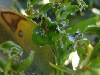 Figura 1.Brote tierno de naranja infestado severamente con D. citri.